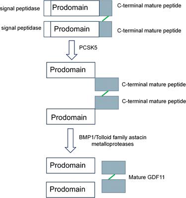 The regulatory effect of growth differentiation factor 11 on different cells